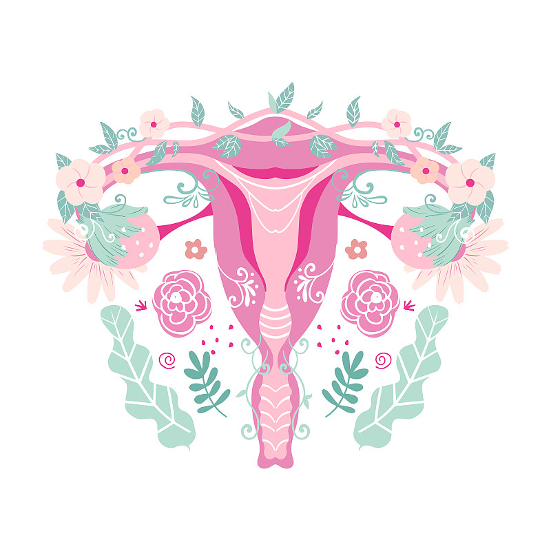 女性生殖系统。用鲜花子宫。