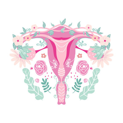 女性生殖系统。用鲜花子宫。