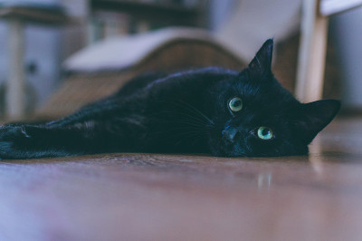 快乐的黑猫
