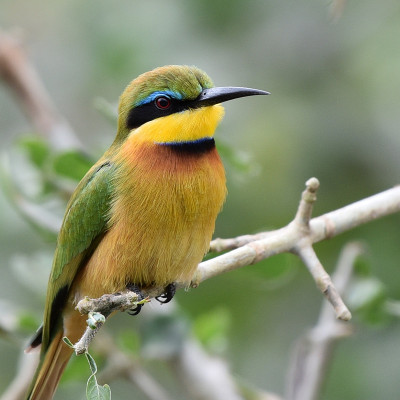 小食蜂鸟(Merops pusillus meridionalis)肖像