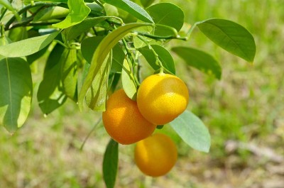 菖蒲枝上结着成熟的果实