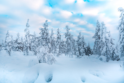云杉森林覆盖雪在冬季景观