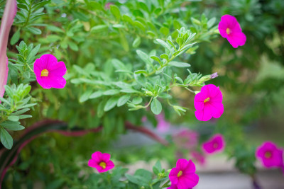 Catharanthus Roseus花或玫瑰色长春花在花园里