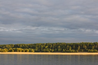 野湖岸边的冷杉树。夏天的背景。