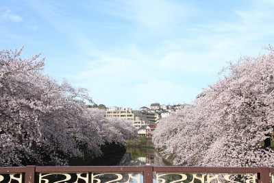 日本横滨大冈河边的一排樱花树