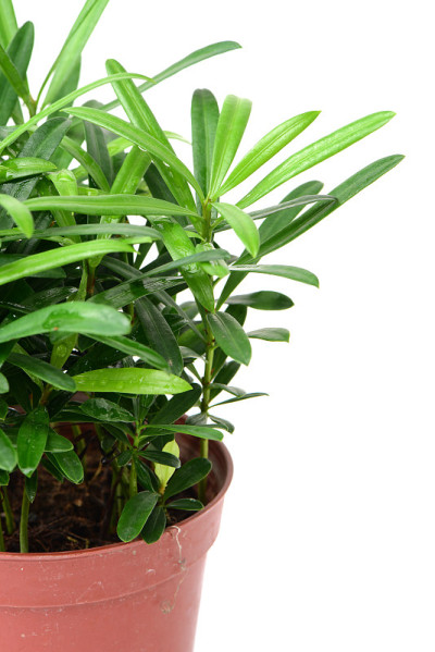 盆栽植物