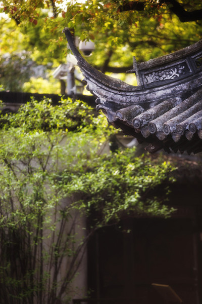 传统的中国屋顶和树叶