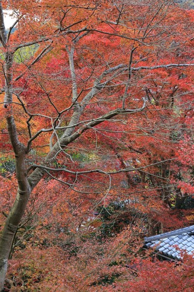 秋叶京都