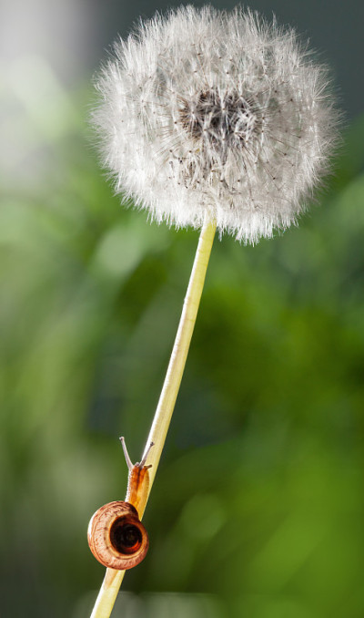 蜗牛在蒲公英