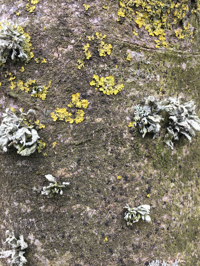 白蜡(Fraxinus excelsior)树- 2018年5月