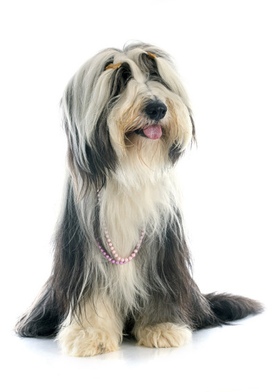 古代长须牧羊犬
