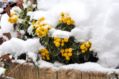 黄花在大雪中