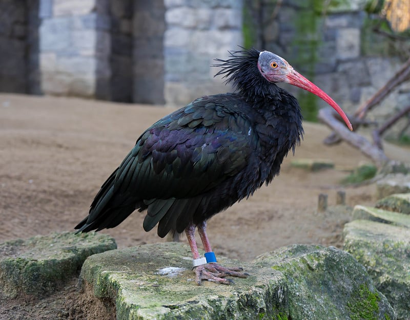 Waldrapp, Northern Bald Ibis, Geronticus eremita在动