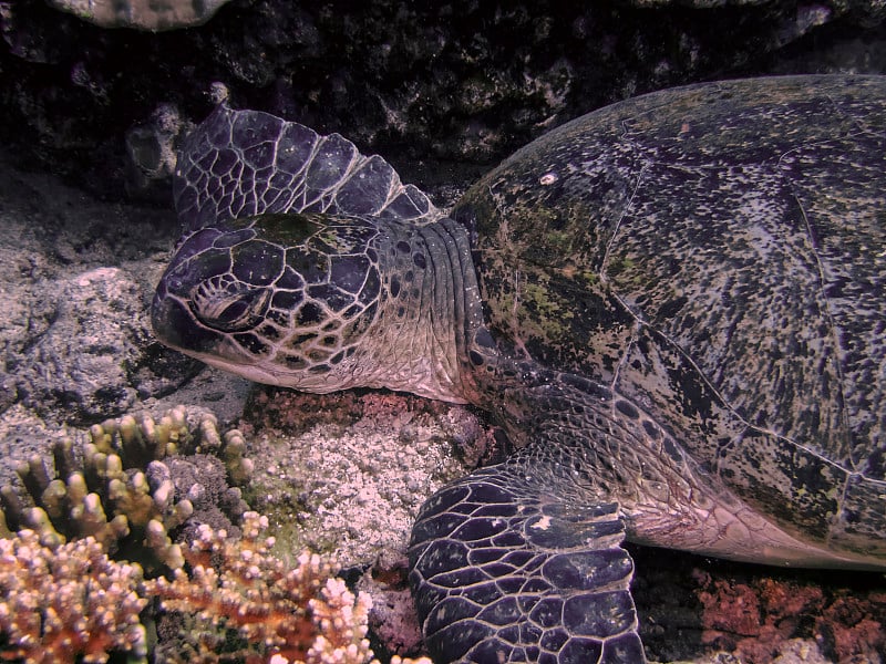 大绿海龟(Chelonia mydas)的特写