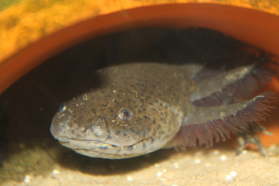 axolotl