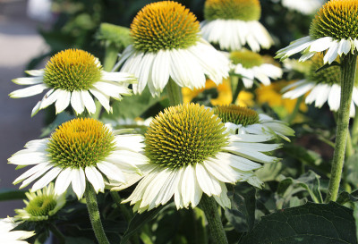 紫锥菊“Pow Wow White”，花