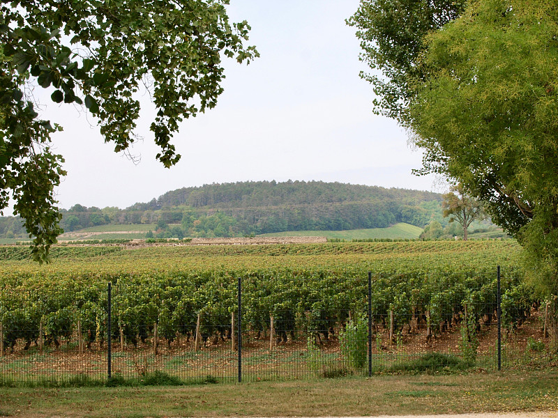 Wineyard /波恩,法国