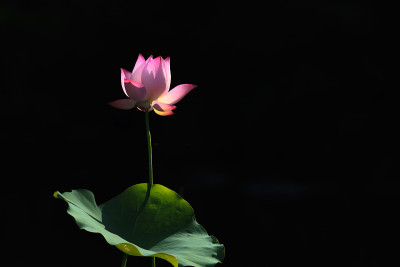 莲花