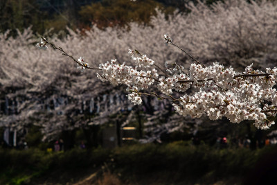 樱花