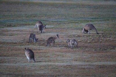 东部灰袋鼠(Macropus giganteus)在早晨进食，澳大利亚昆士兰