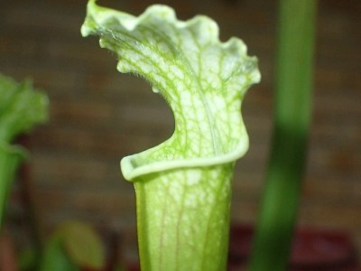 投手的植物