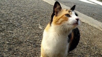 猫/动物