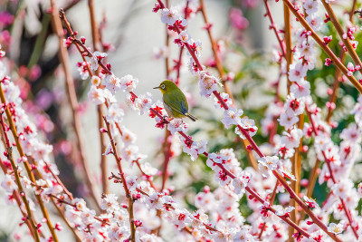 日本的白眼和梅花
