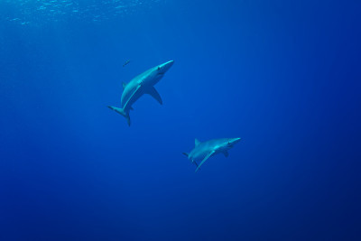 蓝鲨-(Prionace glauca)