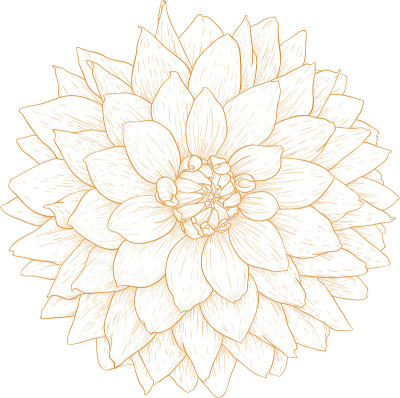 向量大丽花花。
