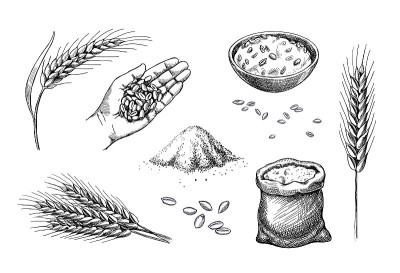 手绘小麦。谷类小穗大麦在手