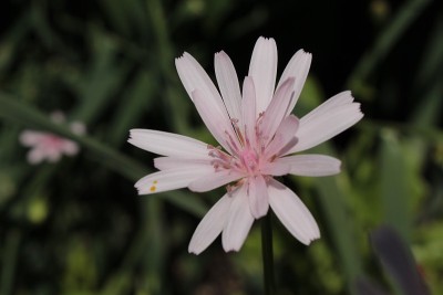 “红鹰须”花- Crepis Rubra