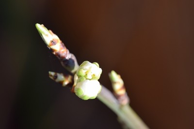 花蕾