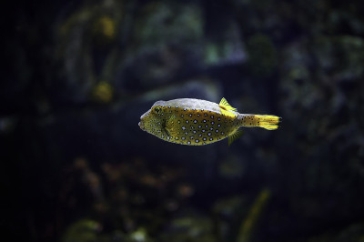 黄箱鲀(Ostracion cubus)硬骨鱼