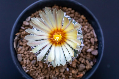 仙人掌花
