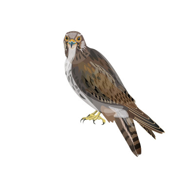 Falcon vector illustration