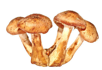 在白色上分离的大的森林蘑菇科