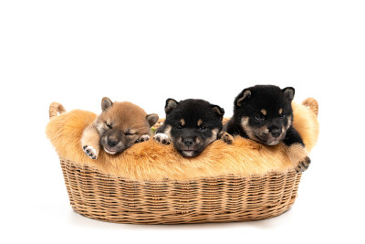 篮子里有三只柴犬，背景是白色。柴犬，黑色和棕色，棕色。柴犬是世界闻名的日本犬种。