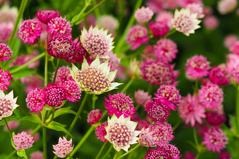 粉色astrantia花。红磨坊