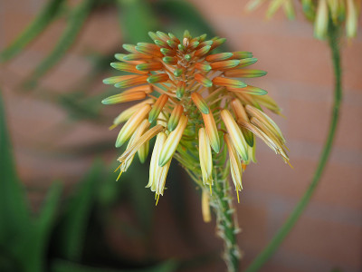 芦荟花集群