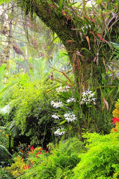热带植物缤纷。嗨,res。