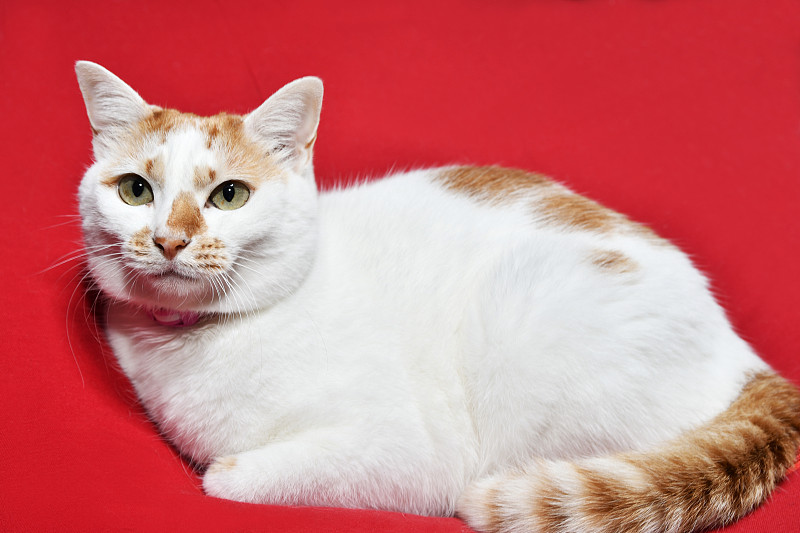 猫在坐垫