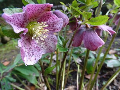 菟葵。花在冬天。黑暗森林