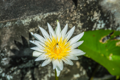 莲花