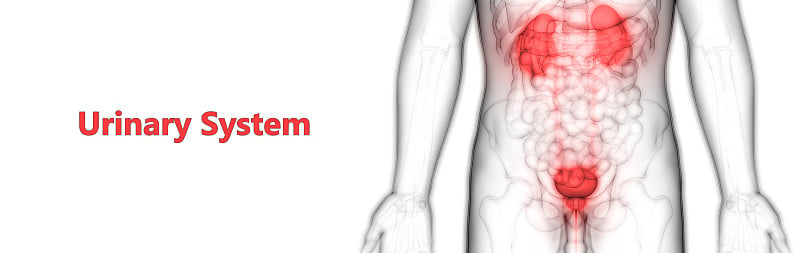 人体泌尿系统肾脏与膀胱解剖学