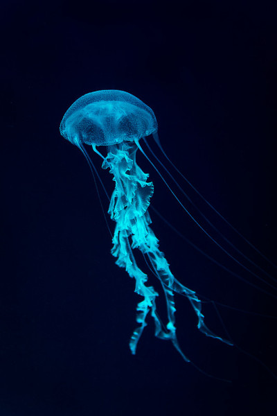 伦敦水族馆的水母Chrysaora hysoscella被五颜六色的LED灯照亮，以黑色为背景