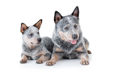 两只蓝色的赫勒犬或澳大利亚牧牛犬，成年和幼犬，躺着，俯视着孤立的白色背景。