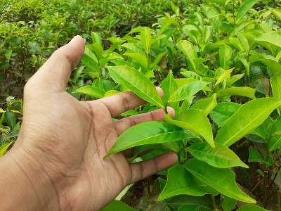 男手捧绿茶叶