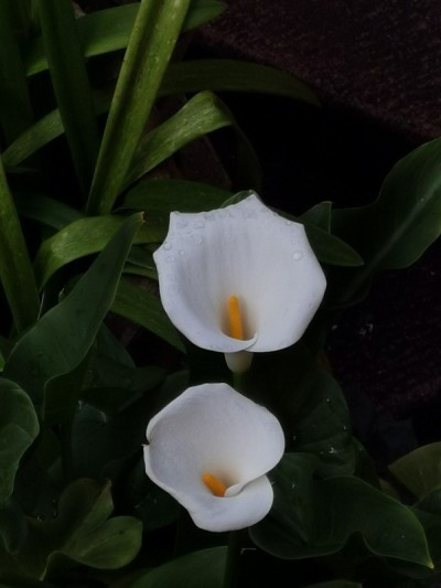 恶魔岛的花
