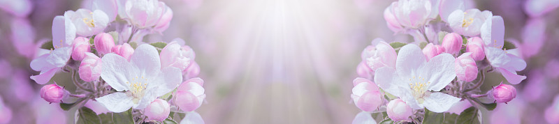 全景春天盛开的新鲜的苹果树的春天鲜花