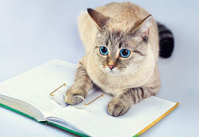 猫的读者